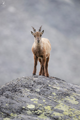 Capra ibex
