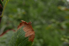 Myrmica