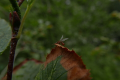 Myrmica