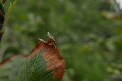 Myrmica