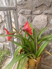 Hippeastrum hybridum