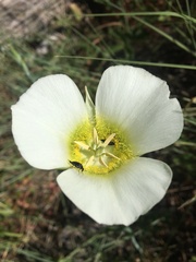 Calochortus gunnisonii