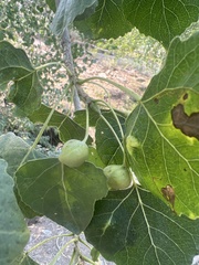 Pemphigus spyrothecae