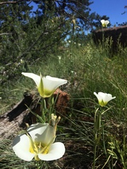 Calochortus gunnisonii