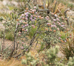 Linochilus phylicoides