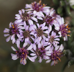 Linochilus phylicoides