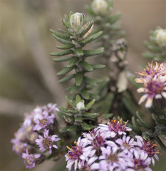 Linochilus phylicoides