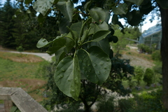 Acalitus brevitarsus