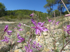 Chamaenerion dodonaei