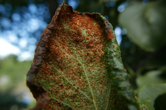 Acalitus brevitarsus