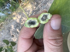Pemphigus spyrothecae