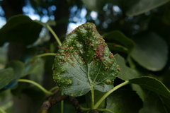 Acalitus brevitarsus