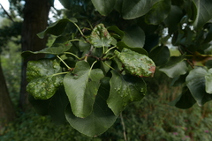 Acalitus brevitarsus