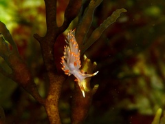 Austraeolis stearnsi