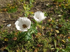 Argemone platyceras
