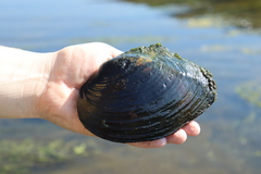 Lasmigona complanata