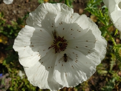 Argemone platyceras