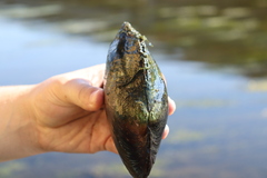 Lasmigona complanata