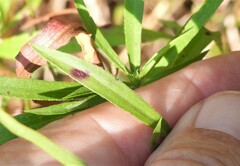 Botryosphaeria dothidea