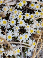 Helichrysum cerastioides