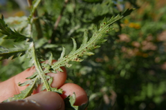 Puccinia tanaceti