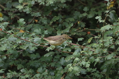 Hippolais polyglotta