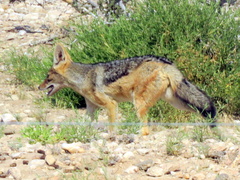 Lupulella mesomelas mesomelas