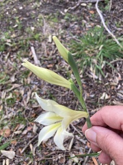 Gladiolus tristis