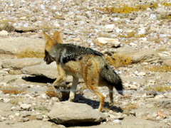 Lupulella mesomelas mesomelas