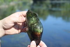 Lasmigona complanata