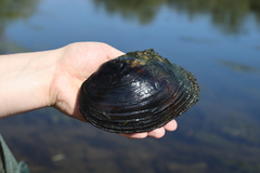 Lasmigona complanata