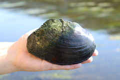 Lasmigona complanata