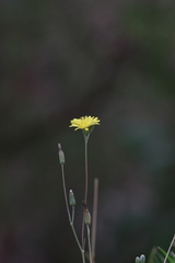 Crepis capillaris