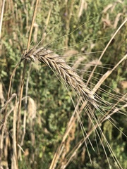 Elymus canadensis