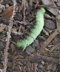 Sphingidae