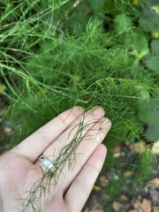 Asparagus officinalis