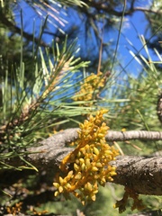 Arceuthobium campylopodum