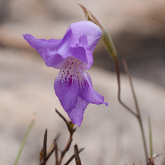 Gladiolus atropictus
