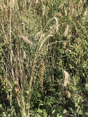 Elymus canadensis