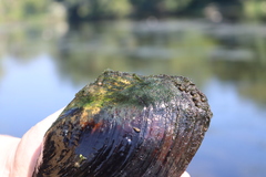 Lasmigona complanata