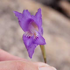 Gladiolus atropictus