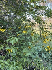 Helianthus decapetalus