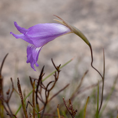 Gladiolus atropictus