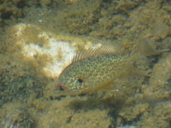 Lepomis gibbosus