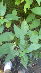 Boehmeria cylindrica