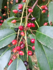 Prunus lusitanica