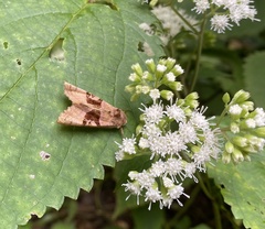 Phlogophora