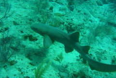 Ginglymostoma cirratum