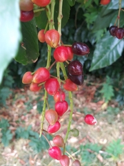 Prunus lusitanica