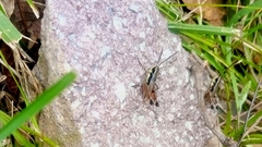 Boopedon rufipes